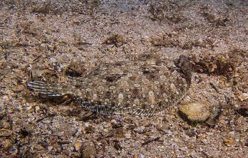 Dokumentasi Bothus ocellatus