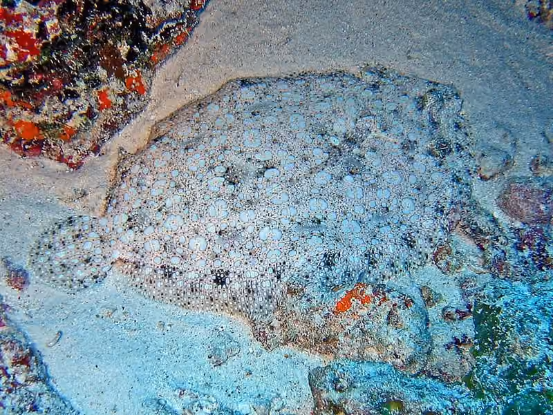 Dokumentasi Bothus pantherinus