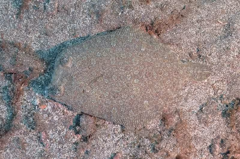 Dokumentasi Bothus podas