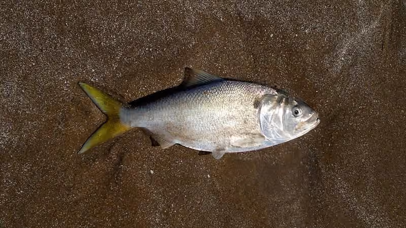 Dokumentasi Brevoortia aurea