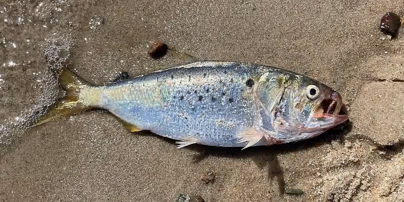 Dokumentasi Brevoortia tyrannus