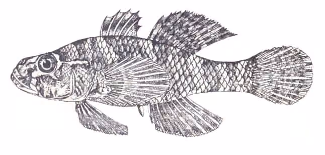 Ilustrasi dokumenter Butis koilomatodon.