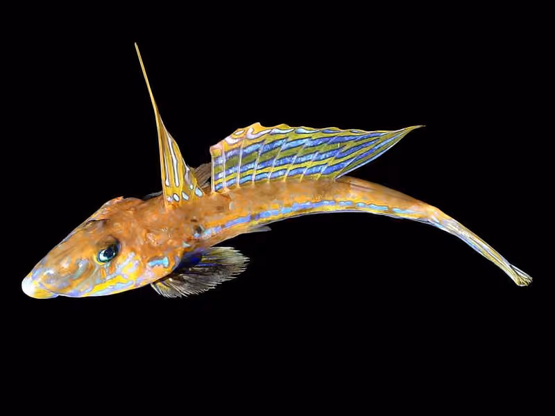 Dokumentasi Callionymus lyra