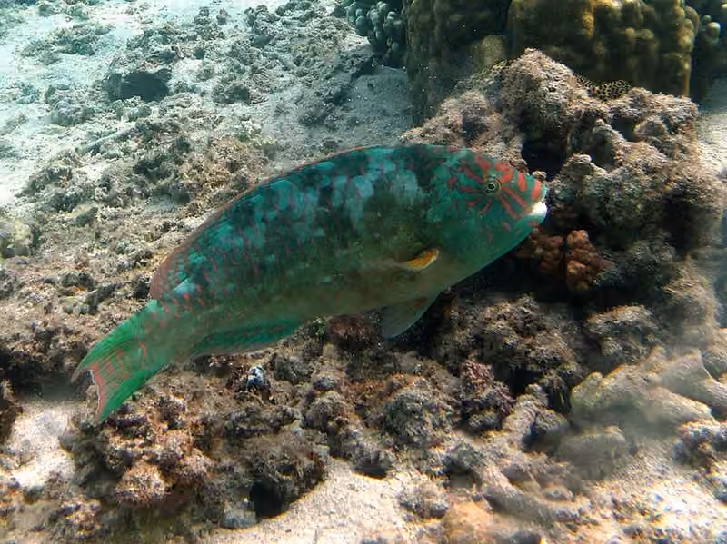 Dokumentasi Calotomus carolinus