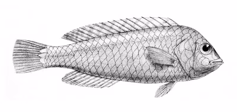 Ilustrasi dokumenter Calotomus viridescens.