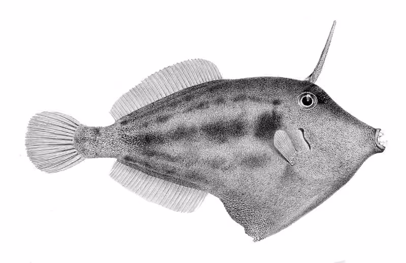 Ilustrasi dokumenter Cantherhines fronticinctus.