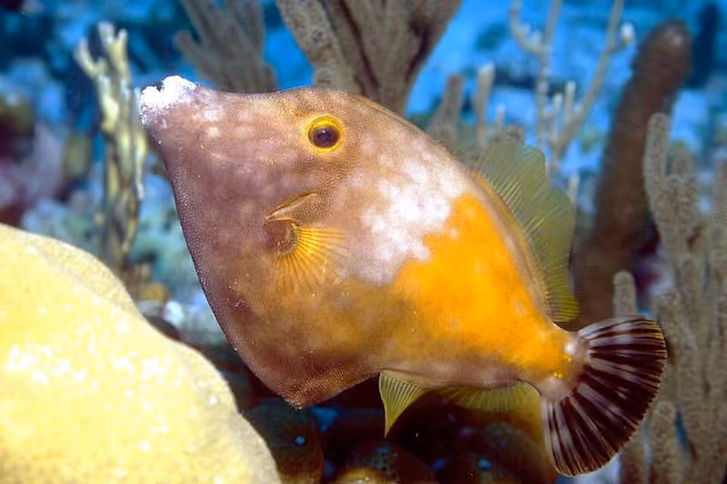 Dokumentasi Cantherhines macrocerus