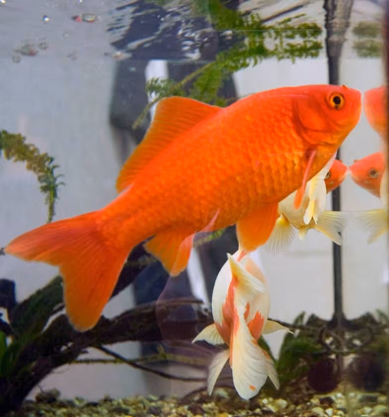 Dokumentasi Carassius auratus