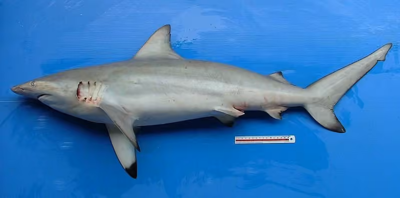 Dokumentasi Carcharhinus amblyrhynchoides