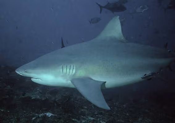 Dokumentasi Carcharhinus leucas