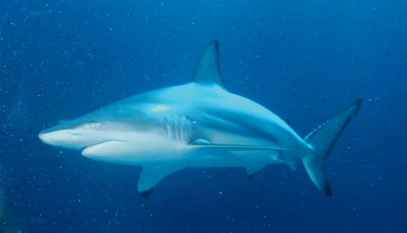 Dokumentasi Carcharhinus limbatus