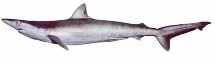 Dokumentasi Carcharhinus macloti