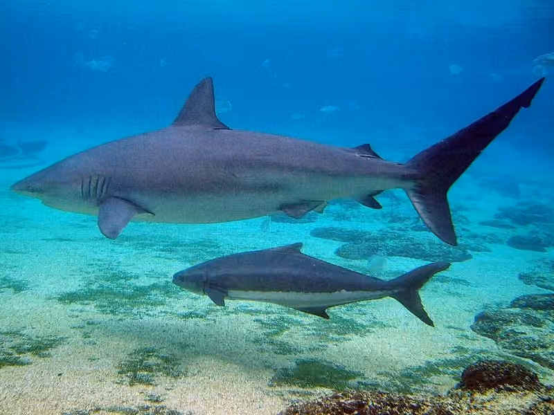Dokumentasi Carcharhinus obscurus