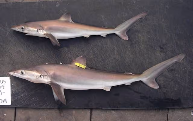 Dua spesimen ikan hiu pada bidang gelap dengan label dokumentasi.
