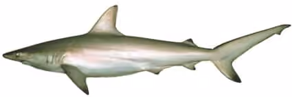 Dokumentasi Carcharhinus tilstoni