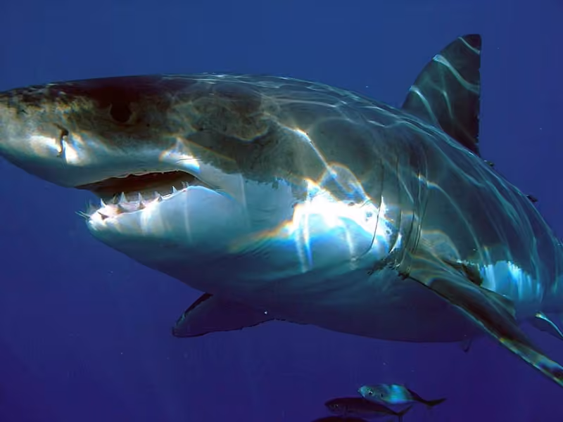 Bagian kepala Carcharodon carcharias dalam foto.