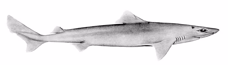 Ilustrasi dokumenter Centrophorus moluccensis.