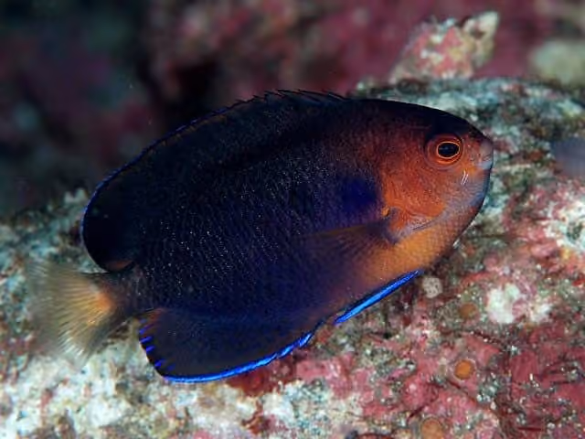 Dokumentasi Centropyge fisheri
