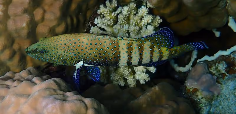 Dokumentasi Cephalopholis argus