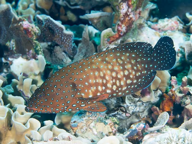Dokumentasi Cephalopholis cyanostigma