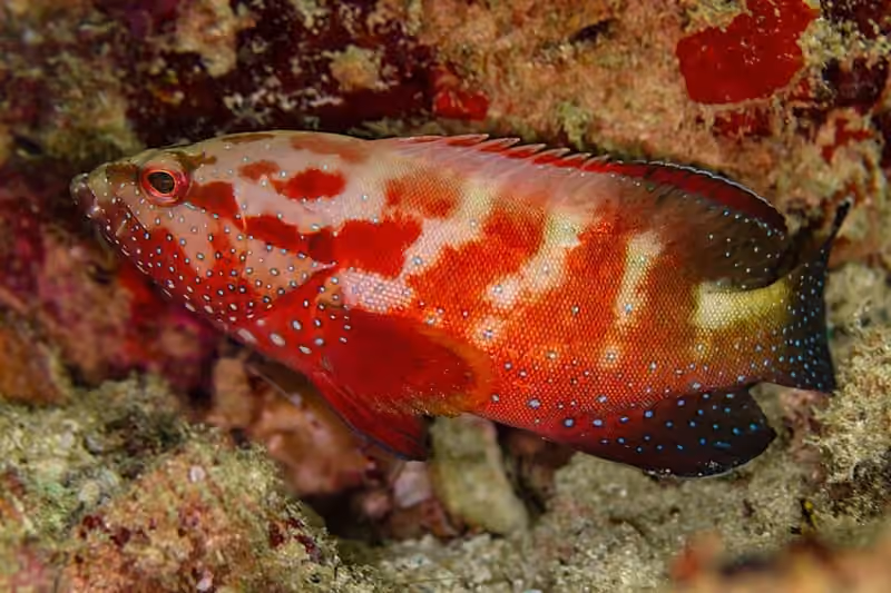 Dokumentasi Cephalopholis hemistiktos