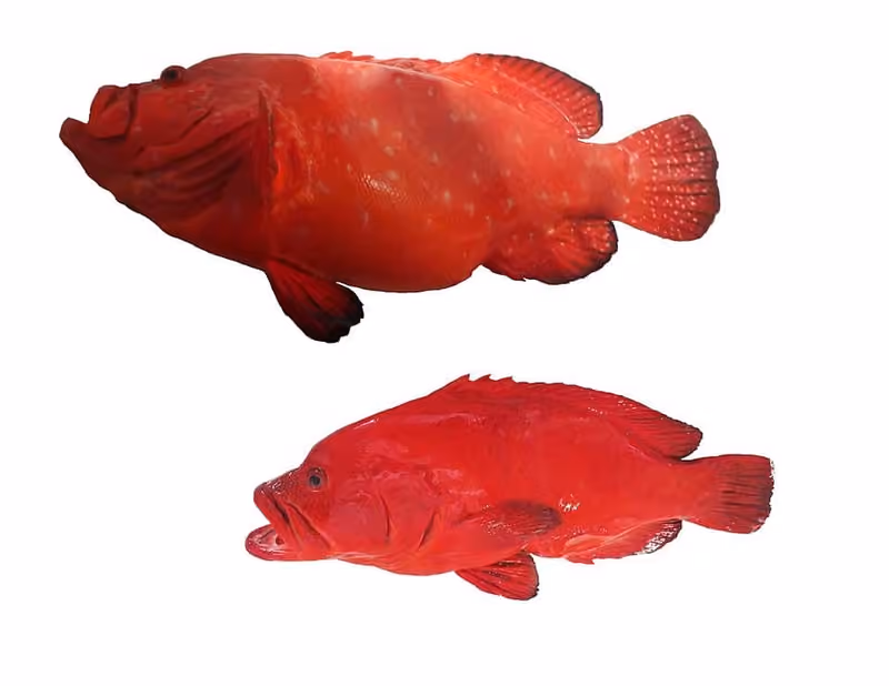 Dokumentasi Cephalopholis sonnerati