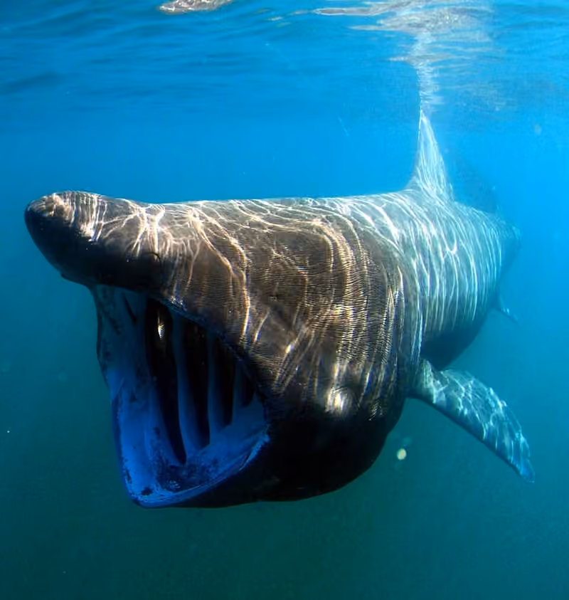 Dokumentasi Cetorhinus maximus