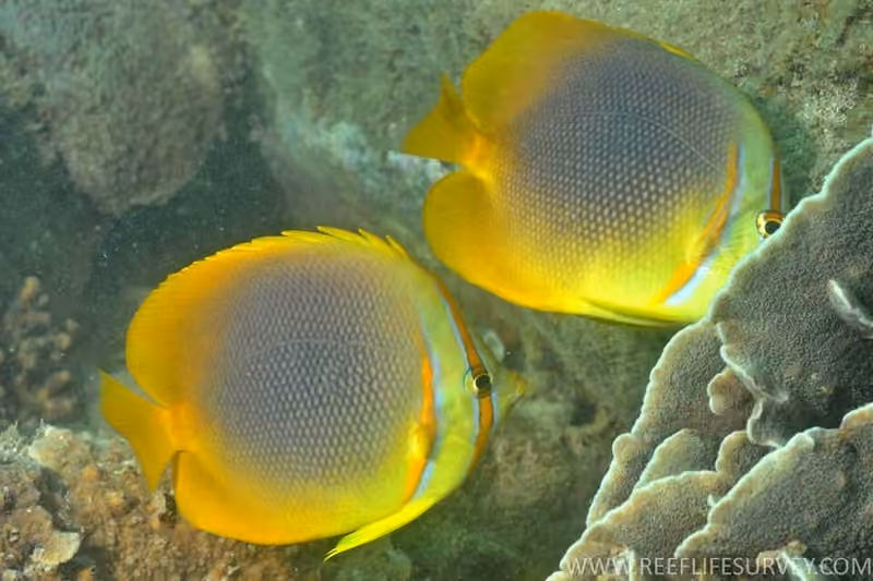 Dokumentasi Chaetodon aureofasciatus