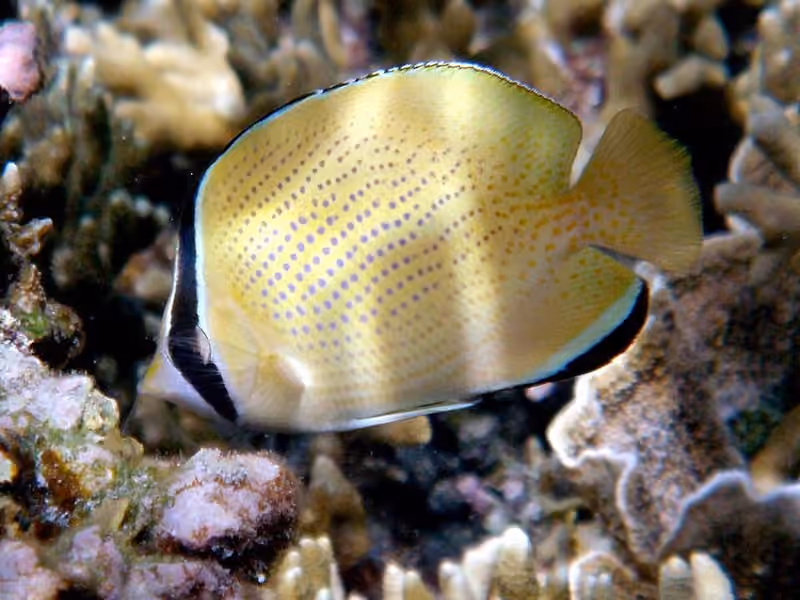 Dokumentasi Chaetodon citrinellus