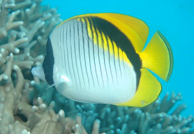 Dokumentasi Chaetodon lineolatus