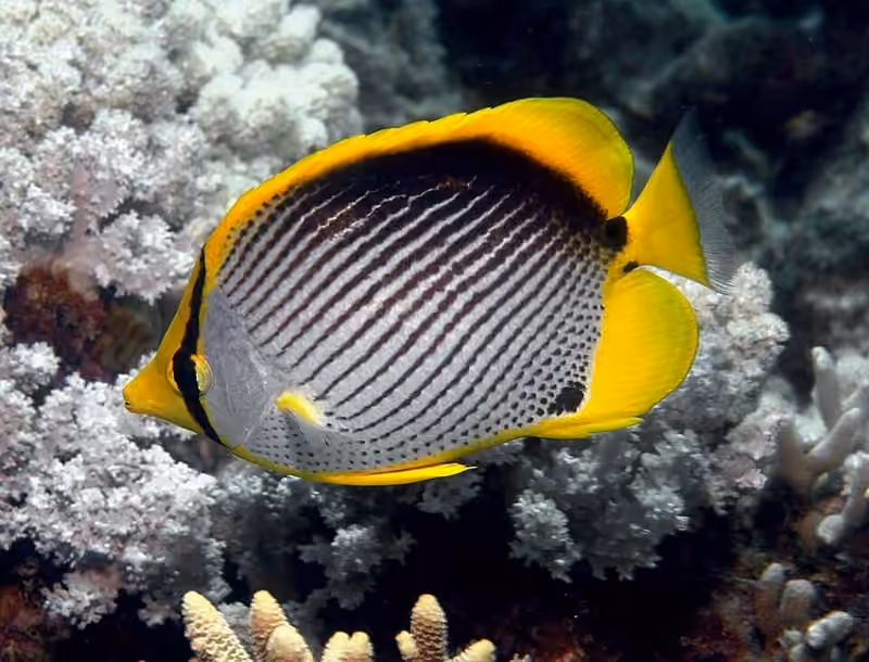 Dokumentasi Chaetodon melannotus