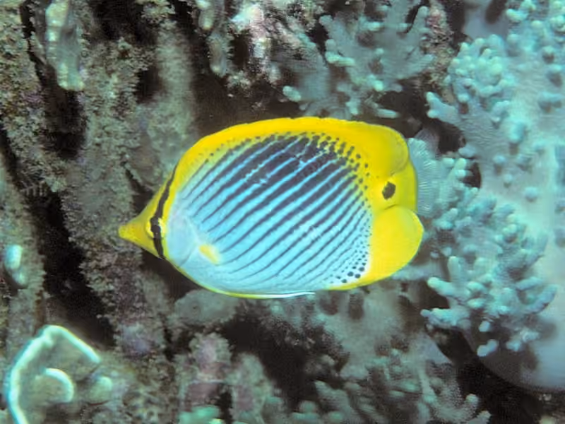 Dokumentasi Chaetodon ocellicaudus