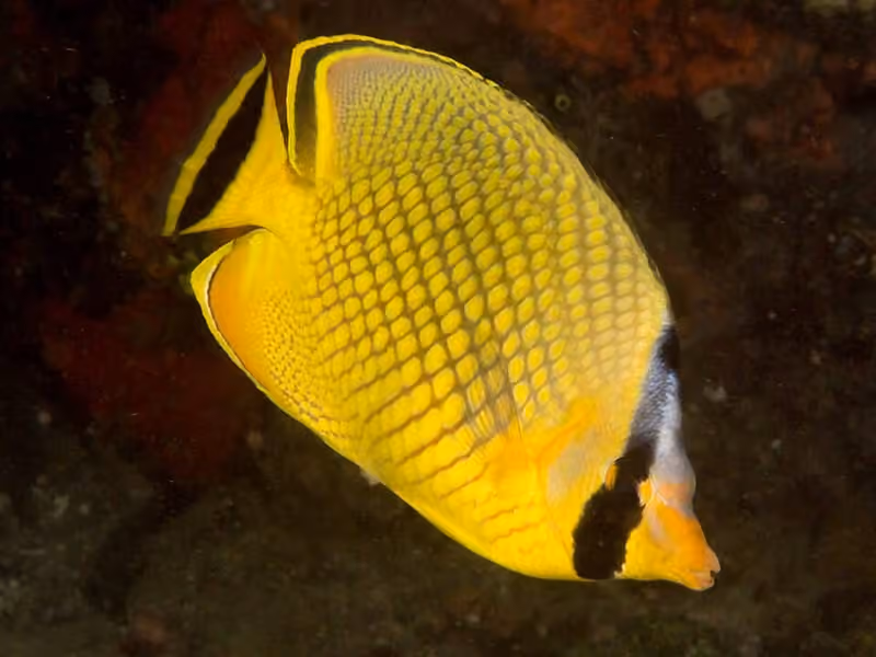 Dokumentasi Chaetodon rafflesii