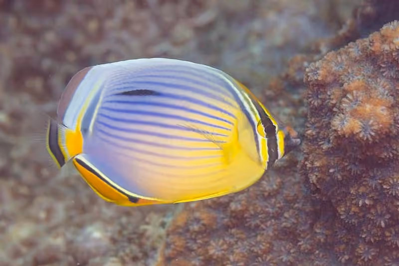 Dokumentasi Chaetodon trifasciatus