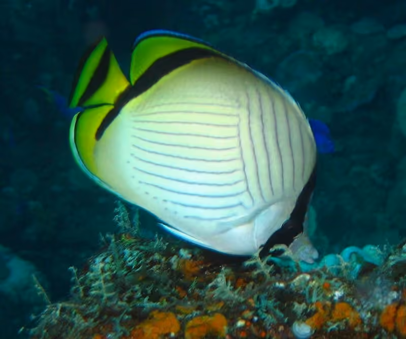 Dokumentasi Chaetodon vagabundus