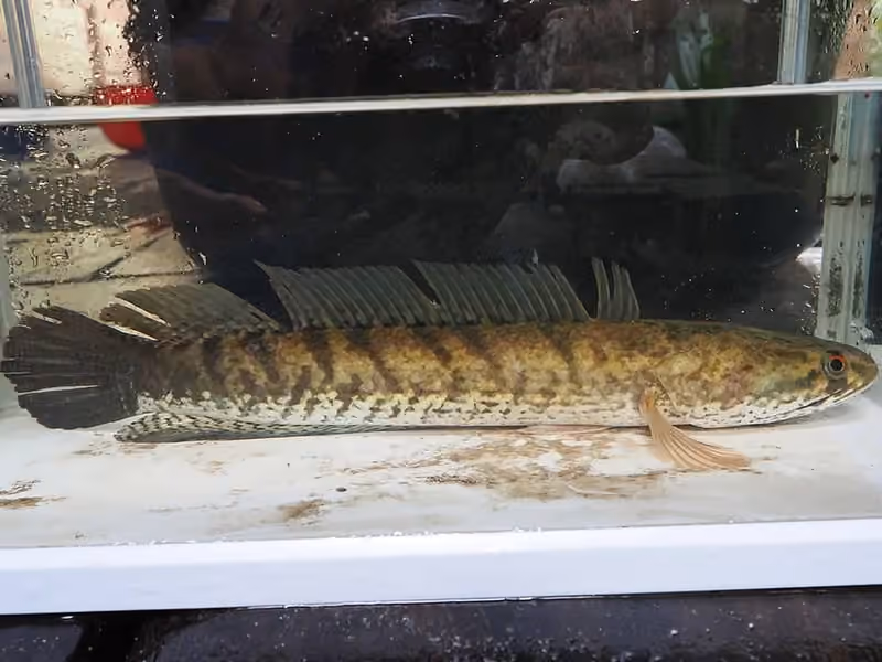 Dokumentasi Channa striata