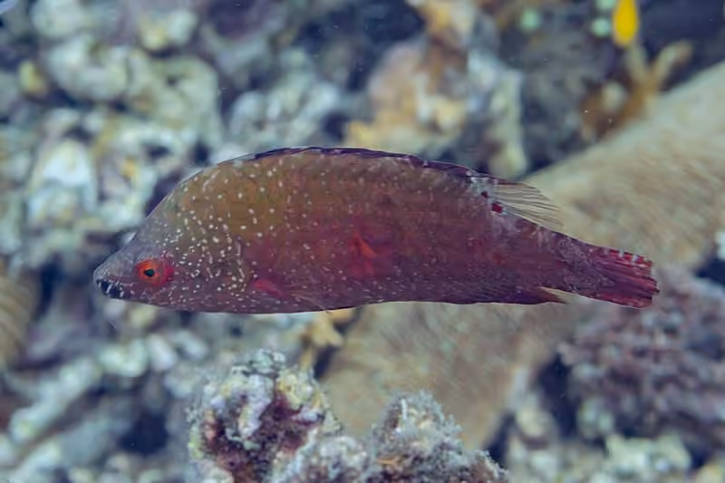 Dokumentasi Cheilinus chlorourus