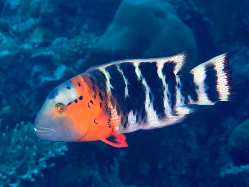 Dokumentasi Cheilinus fasciatus