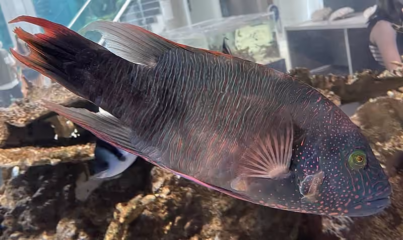 Dokumentasi Cheilinus trilobatus