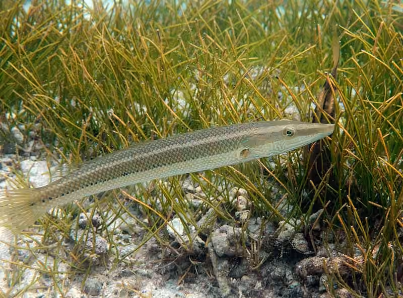 Dokumentasi Cheilio inermis