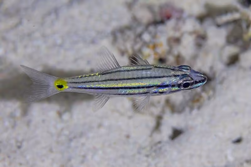 Dokumentasi Cheilodipterus quinquelineatus