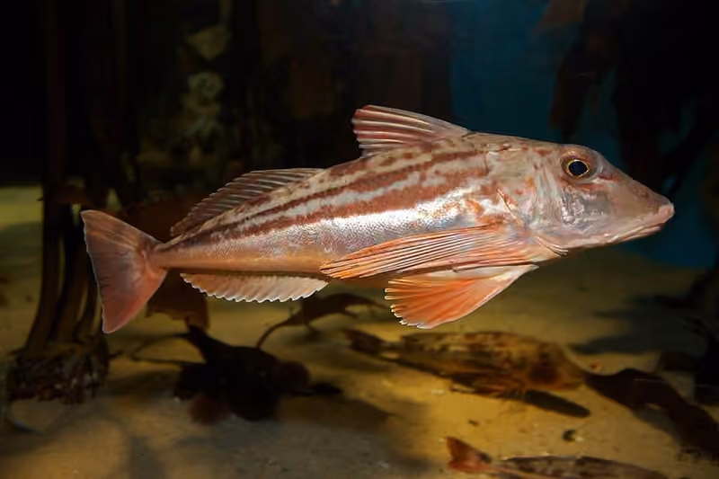 Dokumentasi Chelidonichthys kumu