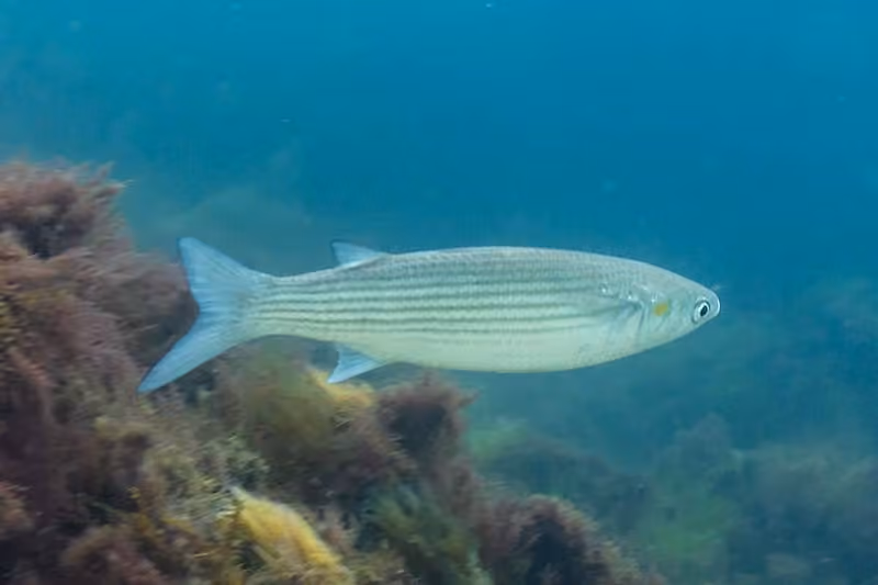 Dokumentasi Chelon auratus