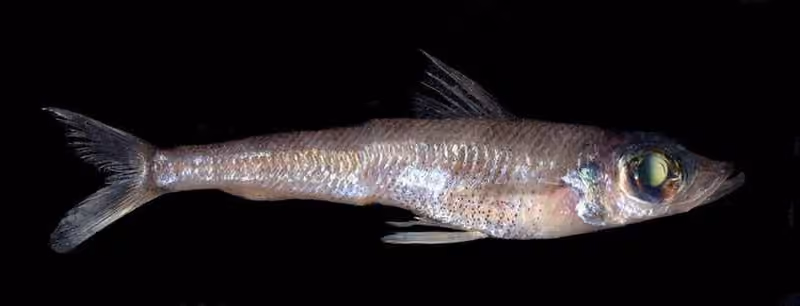 Dokumentasi Chlorophthalmus agassizi