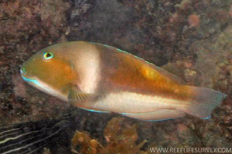 Dokumentasi Choerodon cyanodus