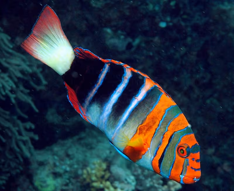 Dokumentasi Choerodon fasciatus