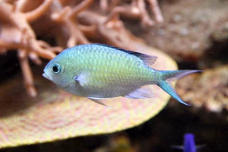 Dokumentasi Chromis viridis