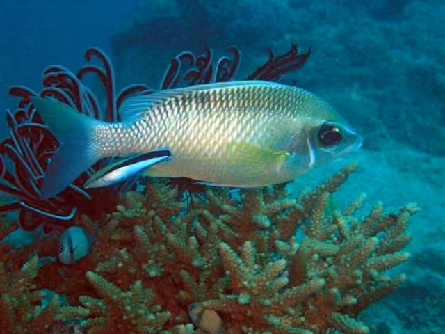 Dokumentasi Chromis xanthochira