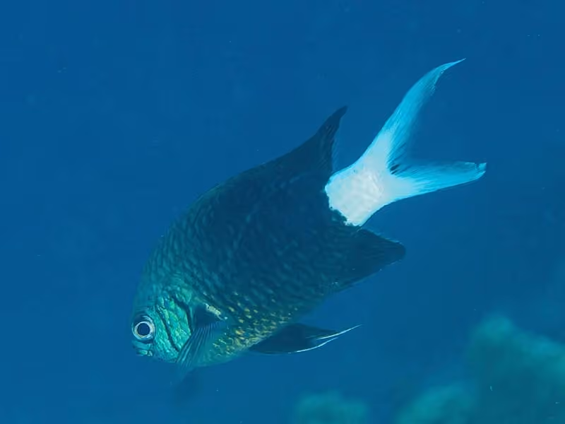 Dokumentasi Chromis xanthura
