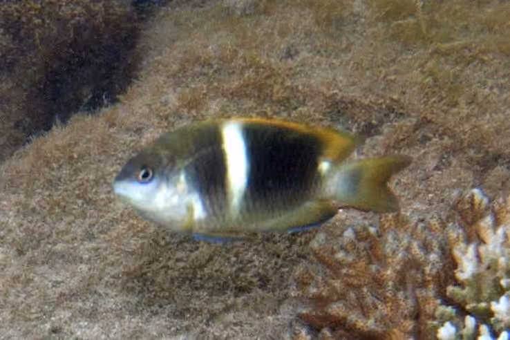 Dokumentasi Chrysiptera biocellata